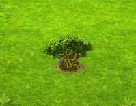 seegrasbaum
