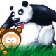 Die Panda Zucht kommt