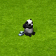 Panda Zuchtangebot