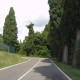 Ziegenmilchbaum in Italien entdeckt!