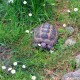 Alles über Schildkröten