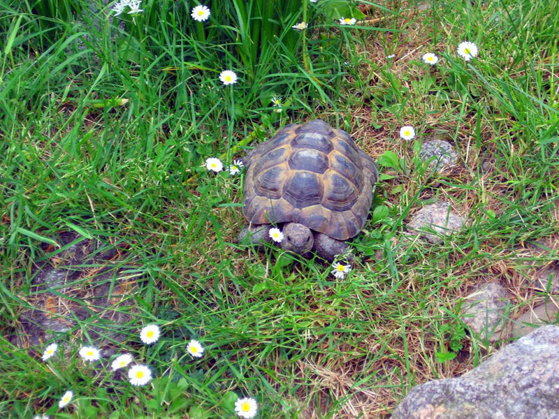 Schildkroete-Fraenklin