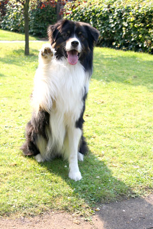 hundezucht