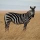 Lasst uns mal über Zebras sprechen