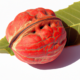 Walnussbeeren Update